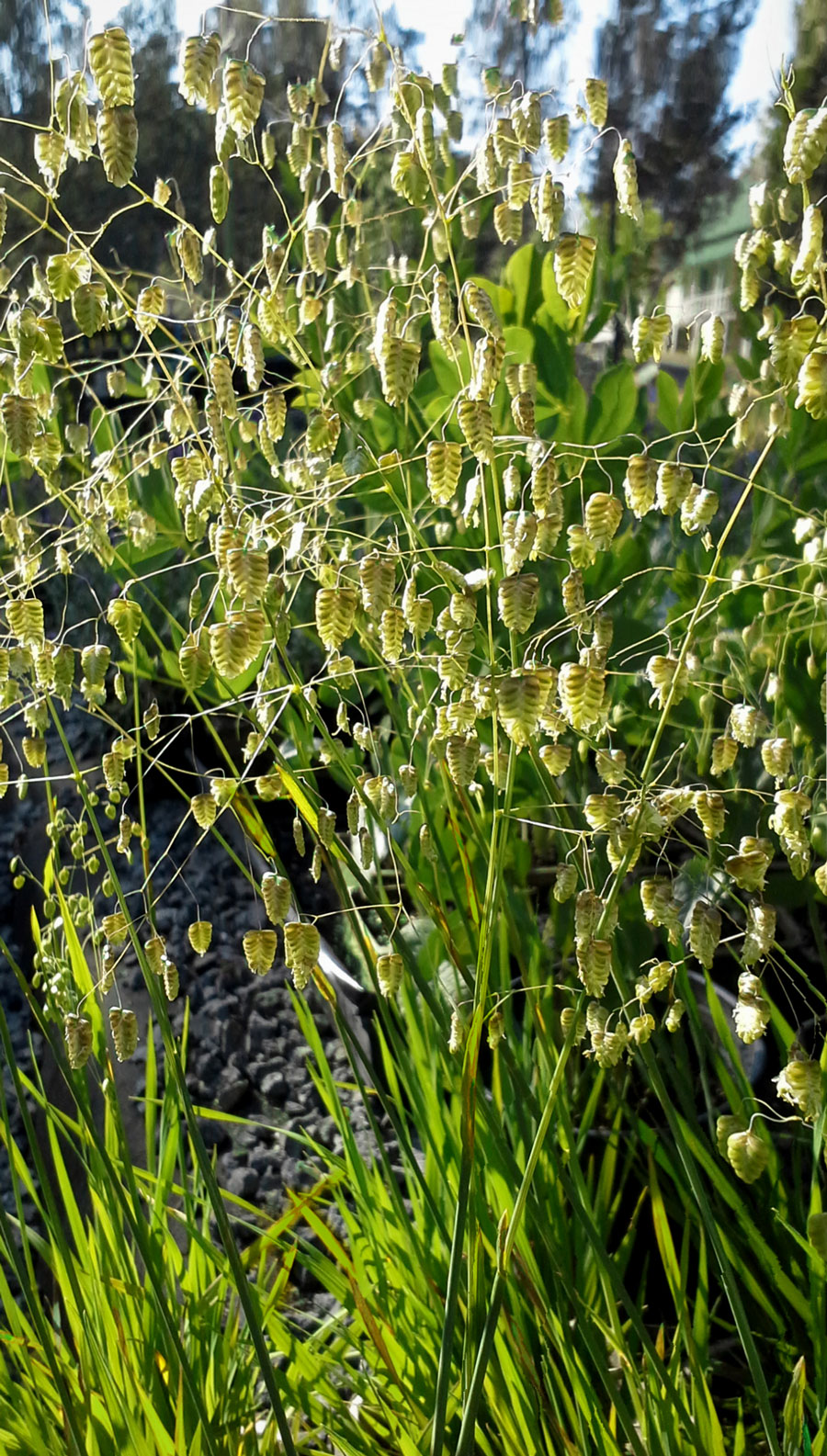 Quaking Grass